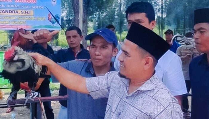 Kontes  Ayam Kukuak Balenggek Di Buka Wakil Bupati Solok H. Candra