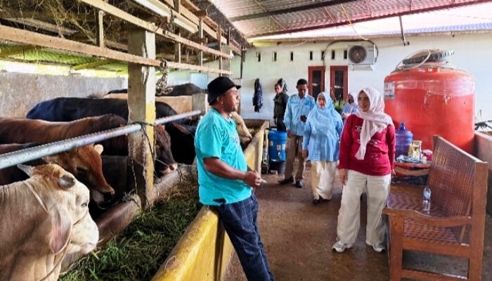 Jelang Idul Adha 1447 H, Pemkab Solok Pastikan Harga dan Pasokan Sapi Kurban Tetap Terkendali