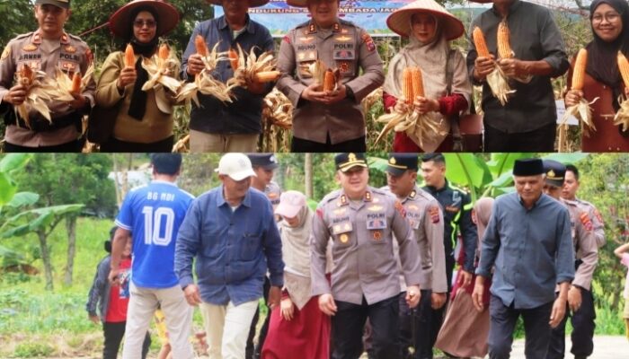 Panen Raya Jagung di Gunung Talang, Polres Solok Perkuat Ketahanan Pangan Daerah
